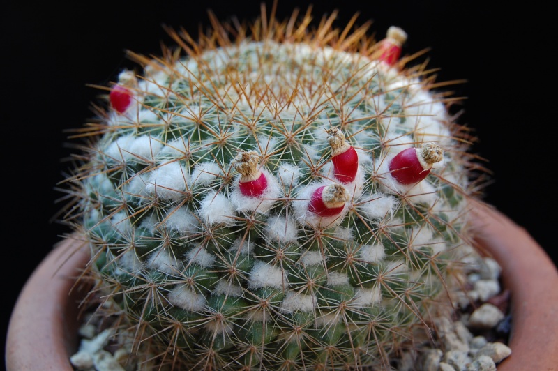 Mammillaria hertrichiana 