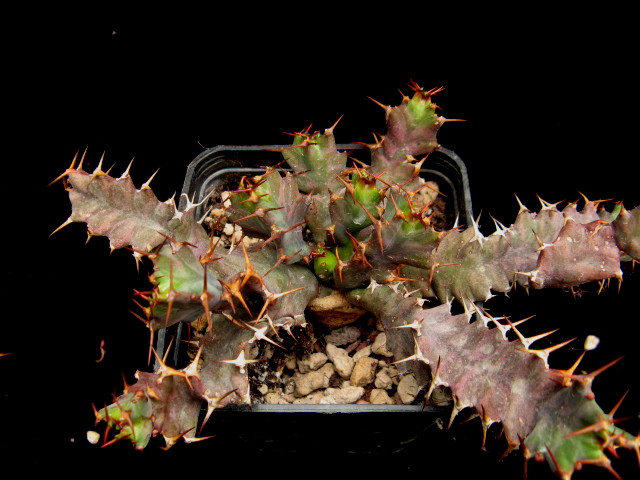 Euphorbia umfoloziensis 