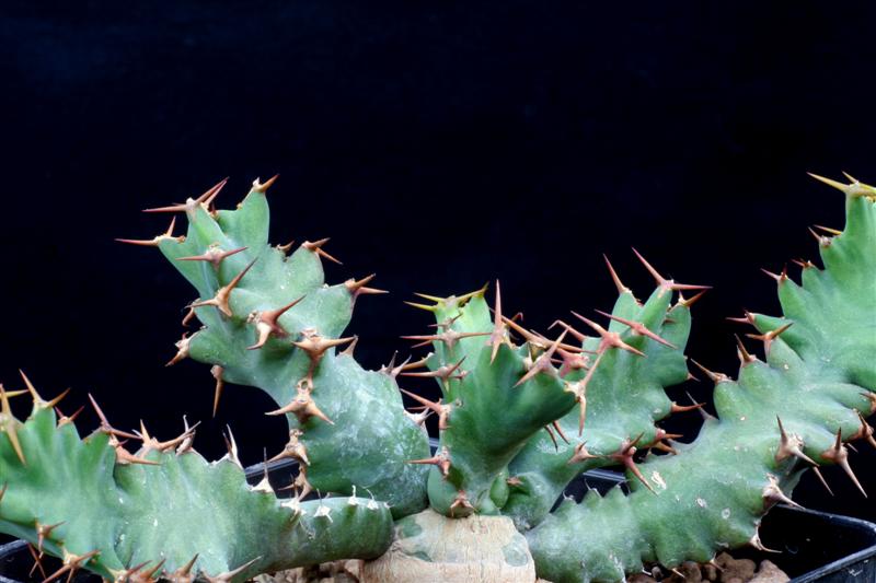 Euphorbia umfoloziensis 