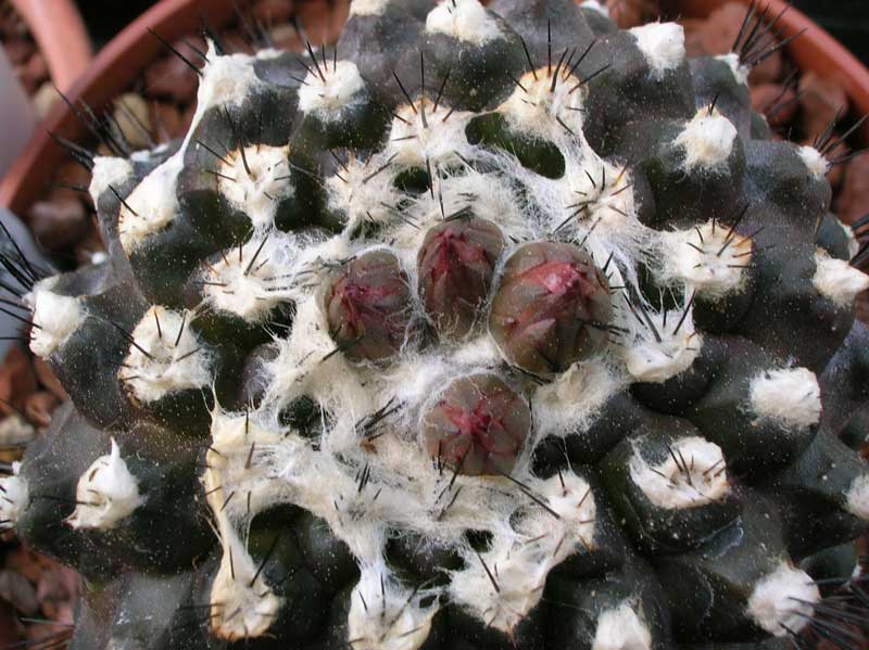 Copiapoa humilis 