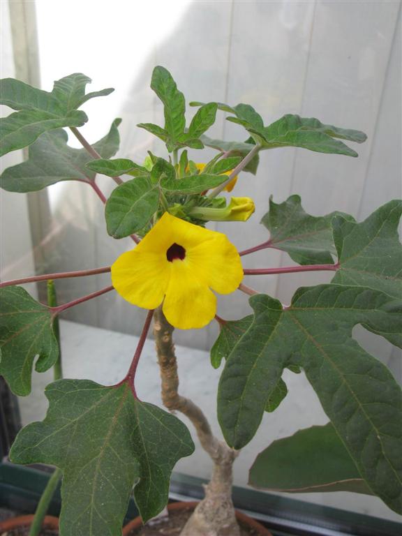 Uncarina grandidieri 