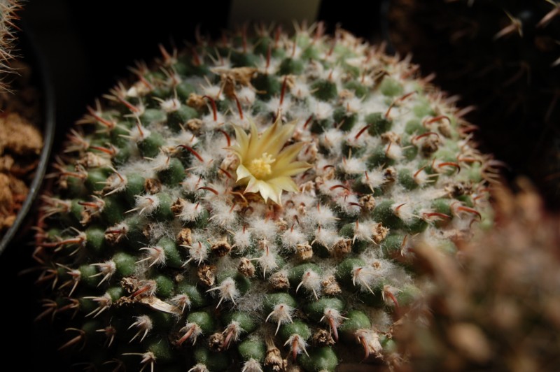 Mammillaria uncinata FO 188