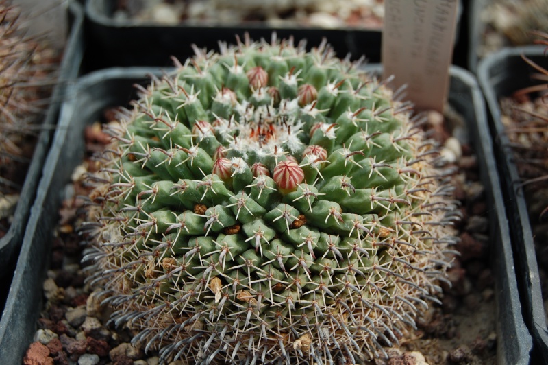 Mammillaria uncinata ORB 2.24