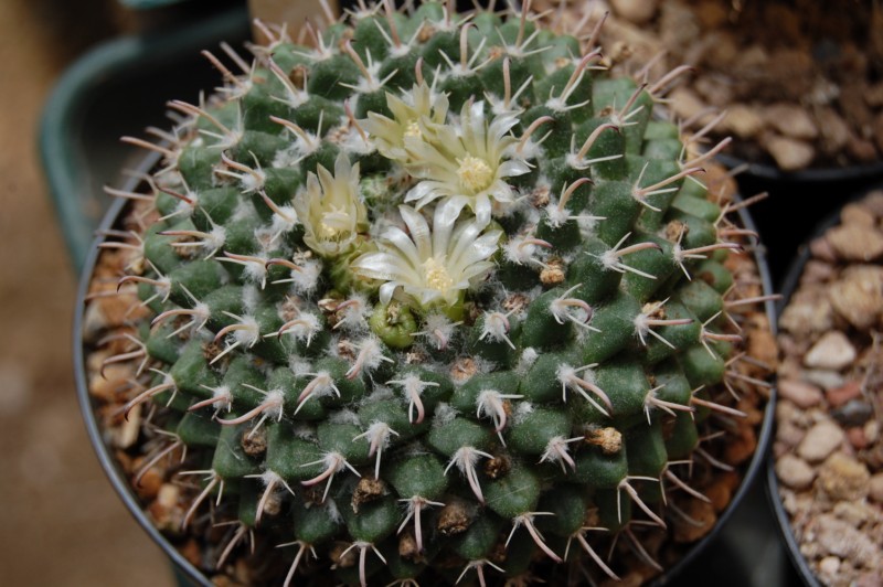 Mammillaria uncinata FO 188