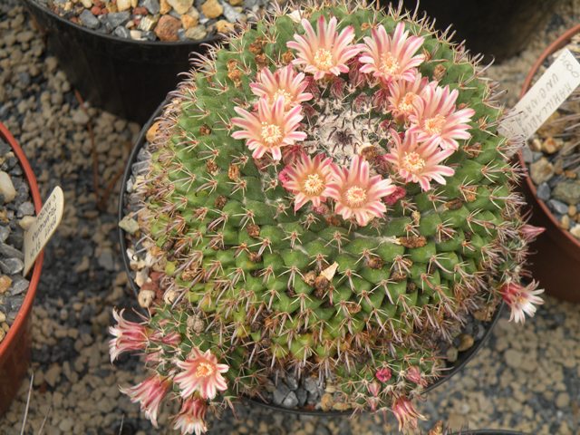 Mammillaria uncinata 