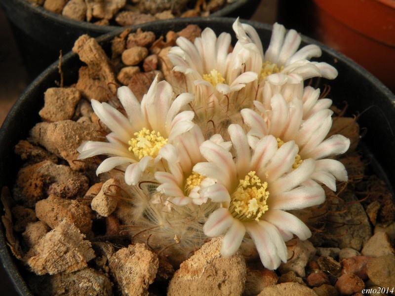 Mammillaria pennispinosa WTH 234