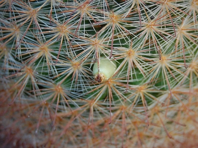 Mammillaria berkiana TL 756