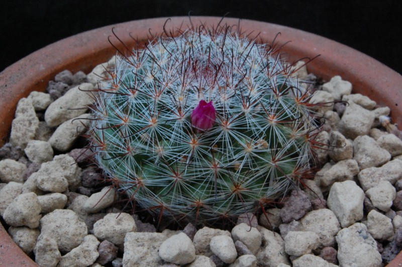 Mammillaria berkiana TL 756