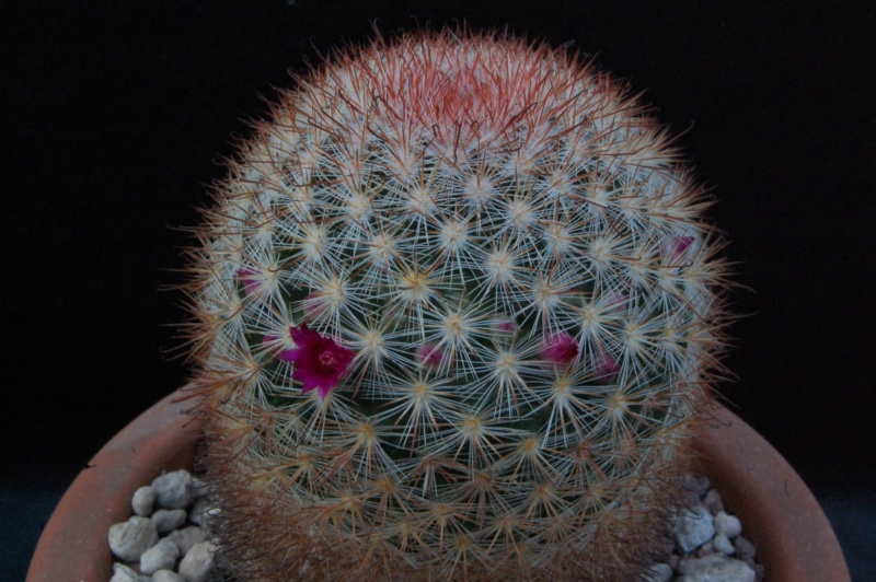 Mammillaria berkiana TL 756