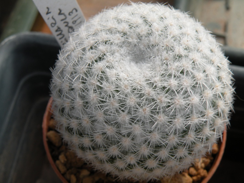 Mammillaria albidula REP 1913