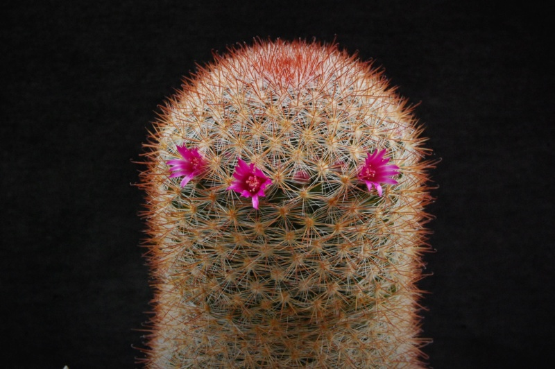 Mammillaria berkiana TL 756