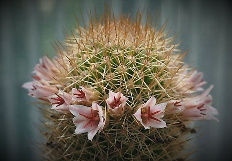 Mammillaria cerralboa 