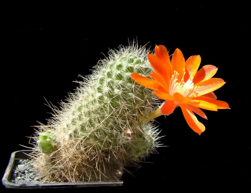 rebutia residua