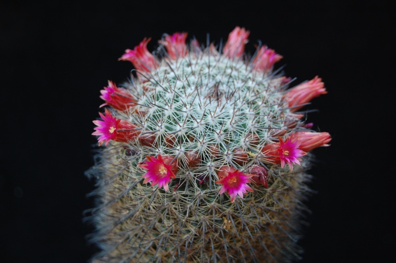 Mammillaria hubertmulleri v. minor REP 841