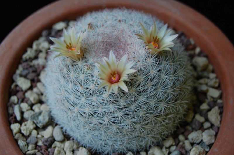 Mammillaria candida v. rosea 