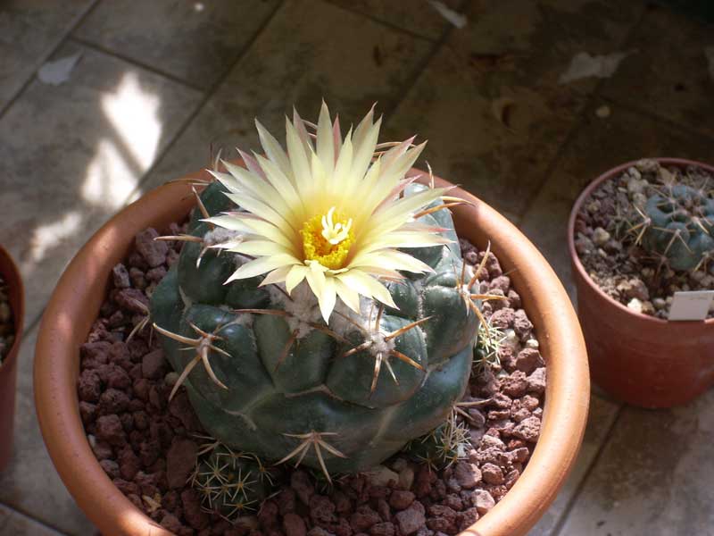 coryphantha elephantidens 