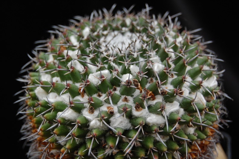 Mammillaria vagaspina Z 2