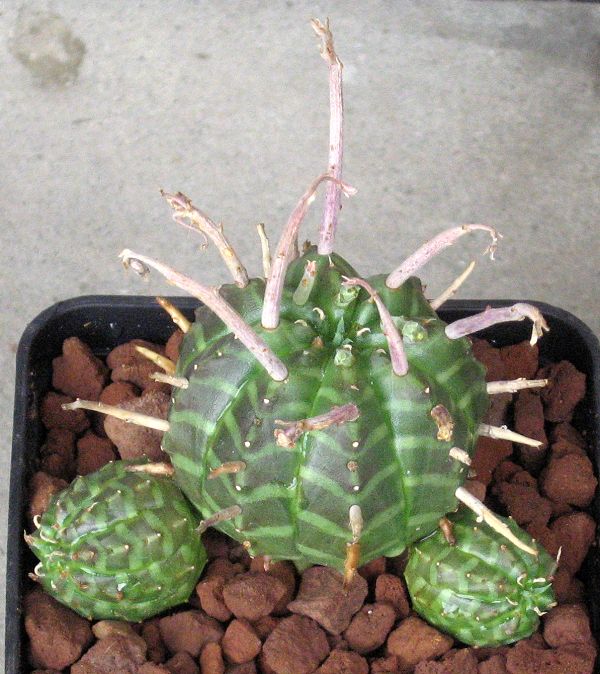 Euphorbia valida 