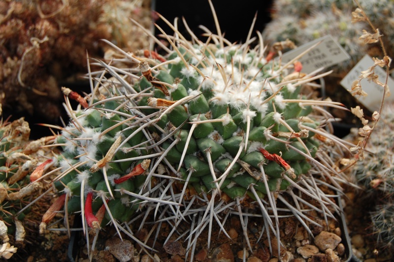 Mammillaria vallensis REP 1117