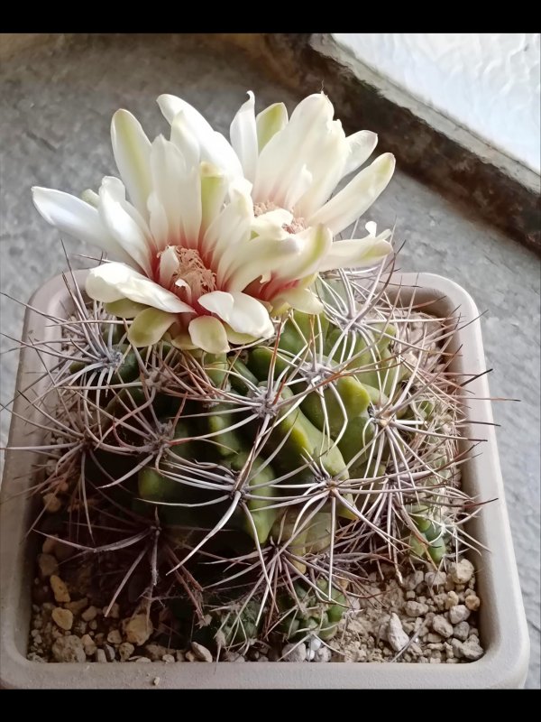 Gymnocalycium valnicekianum 