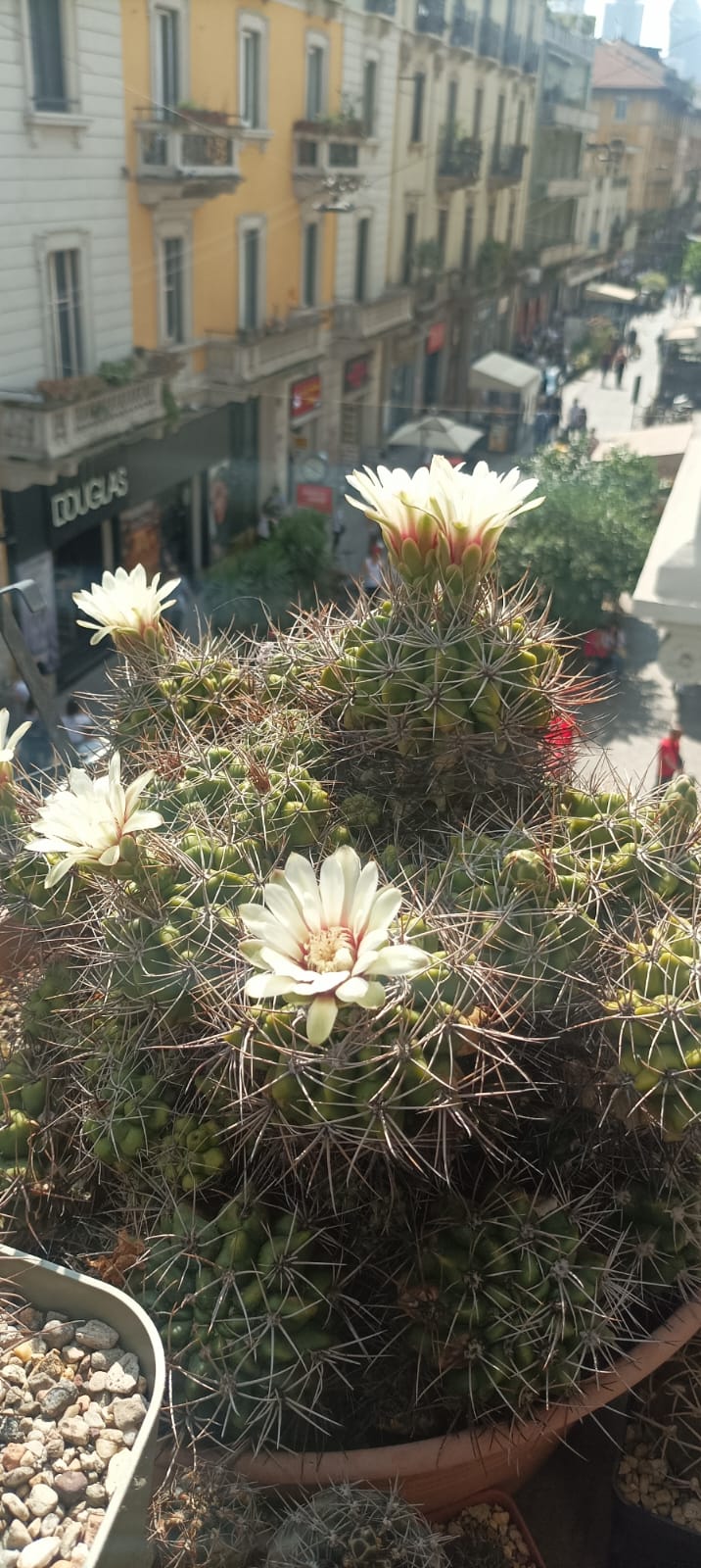 Gymnocalycium valnicekianum 