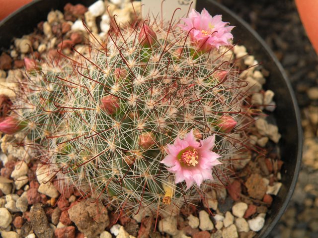 Mammillaria variabilis repp1393