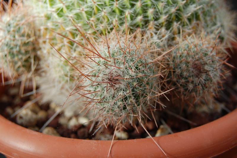 Mammillaria varieaculeata 