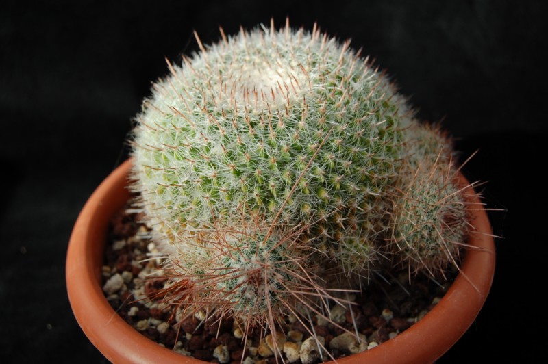 Mammillaria varieaculeata 