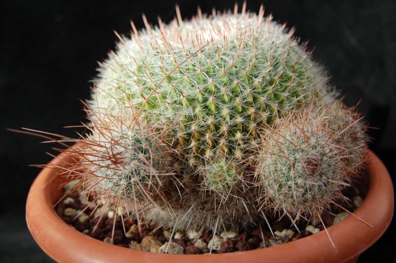 Mammillaria varieaculeata 