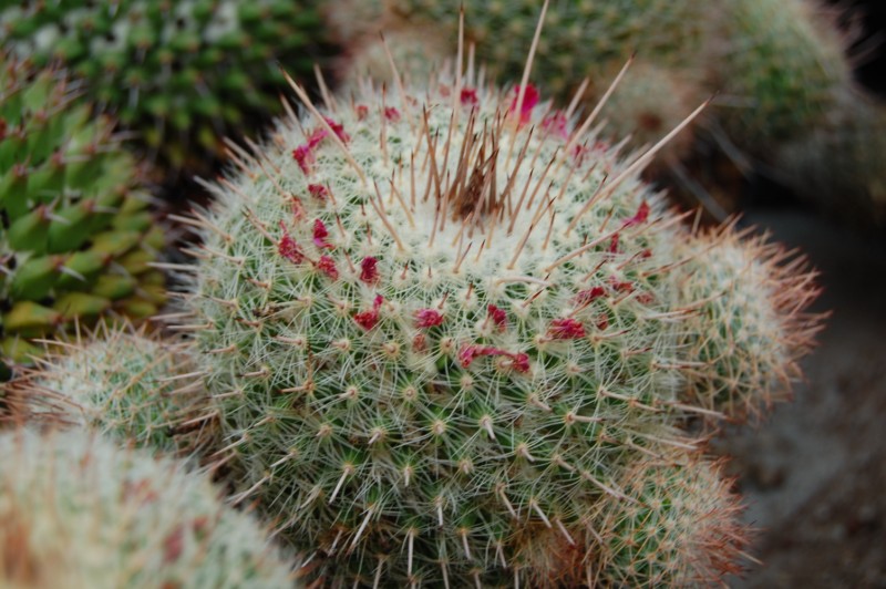 Mammillaria varieaculeata 