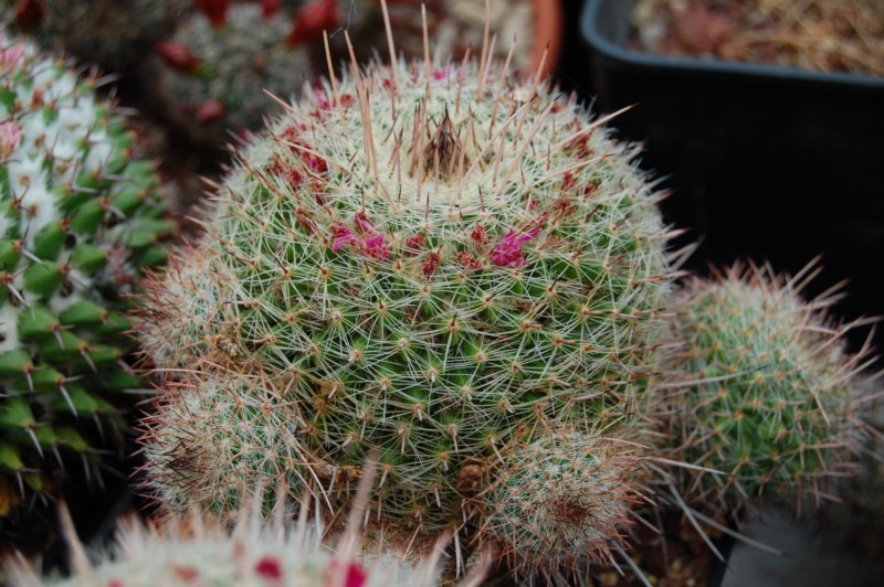 Mammillaria varieaculeata 