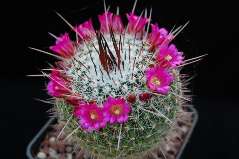 Mammillaria varieaculeata 