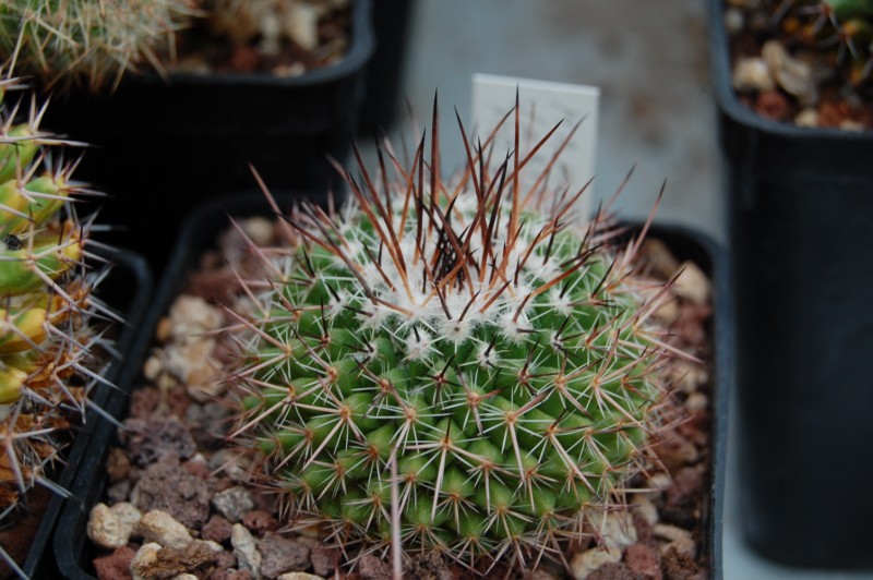 Mammillaria varieaculeata 