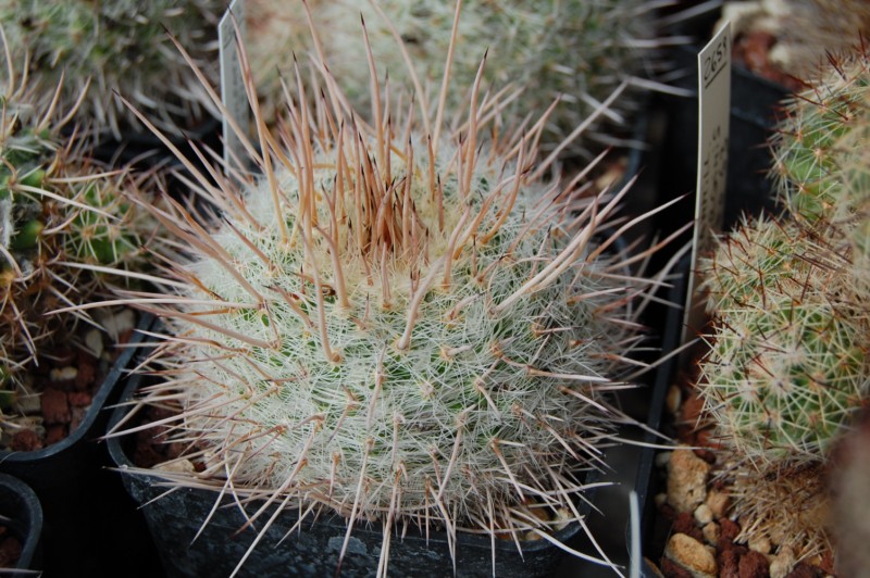 Mammillaria varieaculeata 