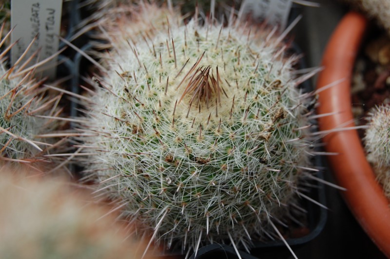 Mammillaria varieaculeata 