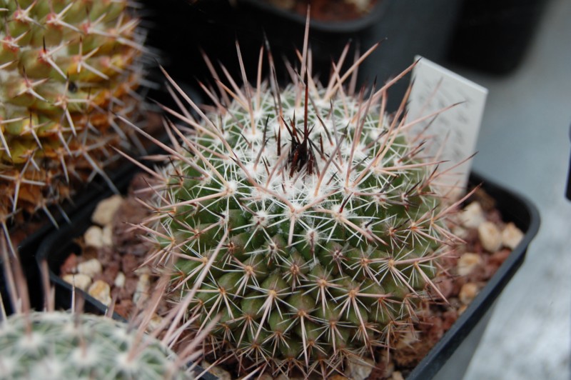 Mammillaria varieaculeata 