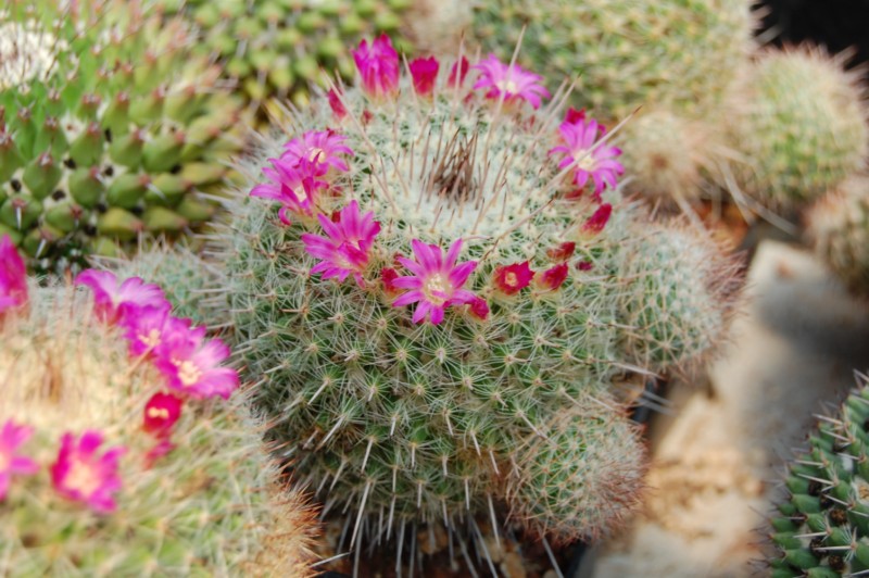 Mammillaria varieaculeata 