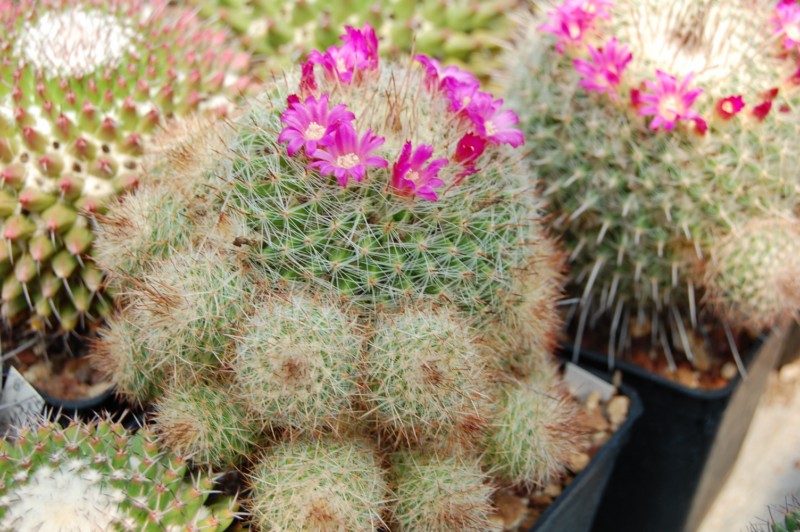 Mammillaria varieaculeata 