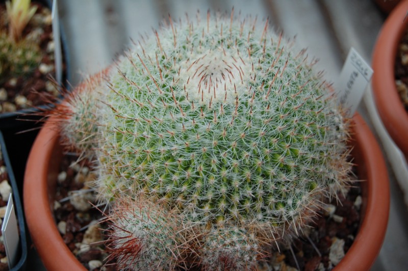 Mammillaria varieaculeata 