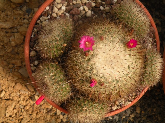 Mammillaria varieaculeata 