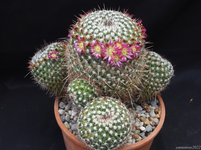 Mammillaria varieaculeata ml 195