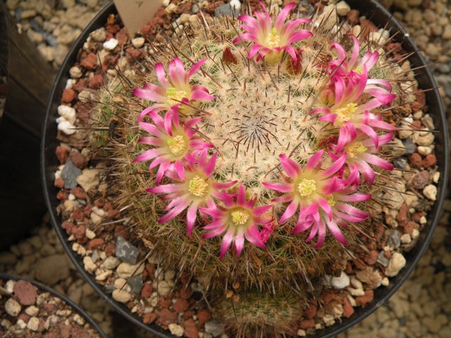 Mammillaria varieaculeata ML195