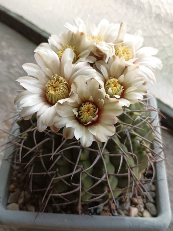 Gymnocalycium ochoterenae ssp. vatteri 
