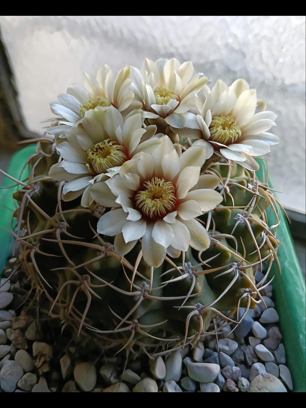 Gymnocalycium vatteri 