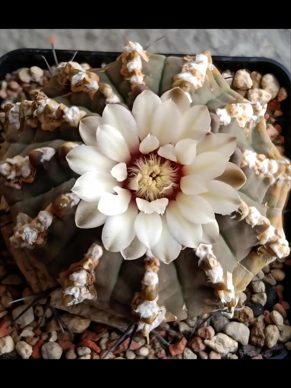 Gymnocalycium vatteri 
