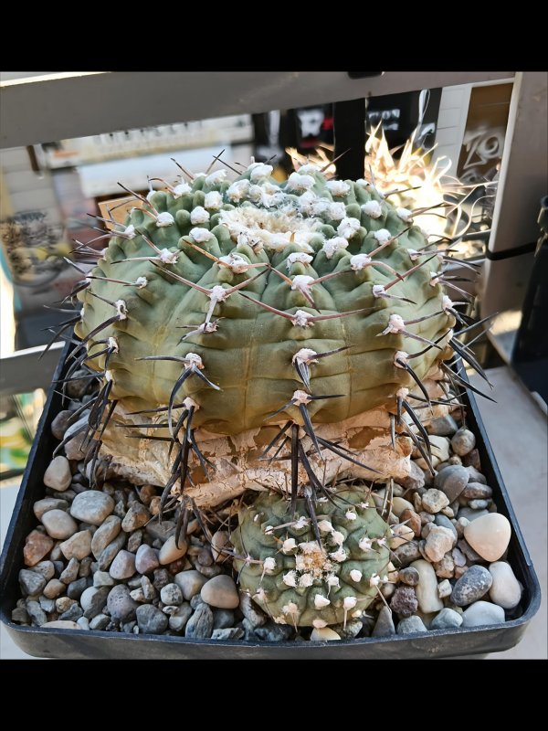 Gymnocalycium vatteri 
