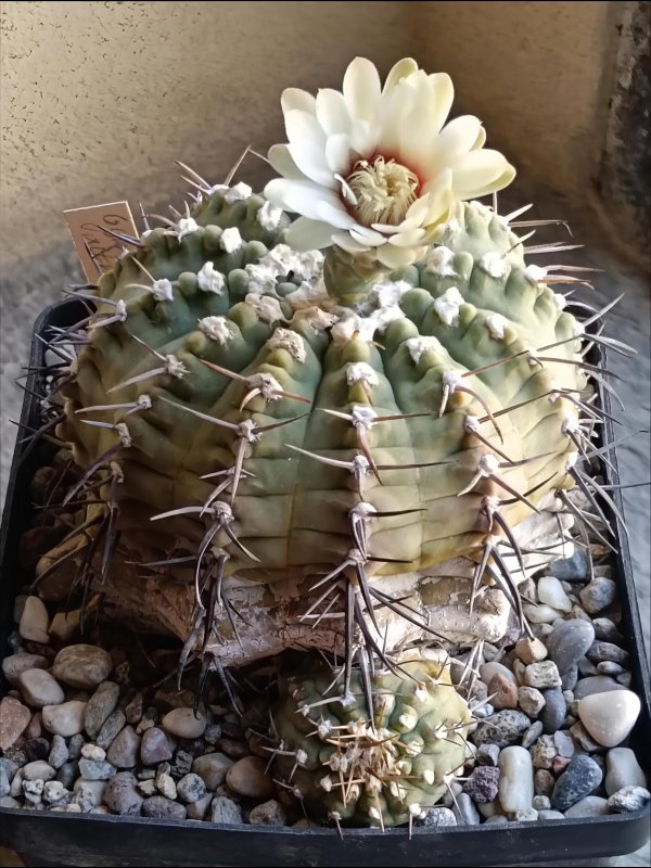 Gymnocalycium vatteri 