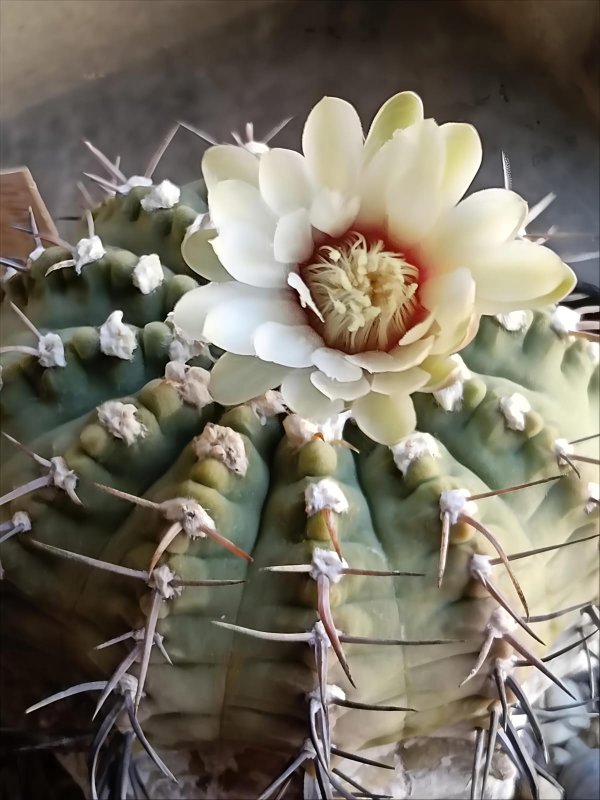 Gymnocalycium vatteri 