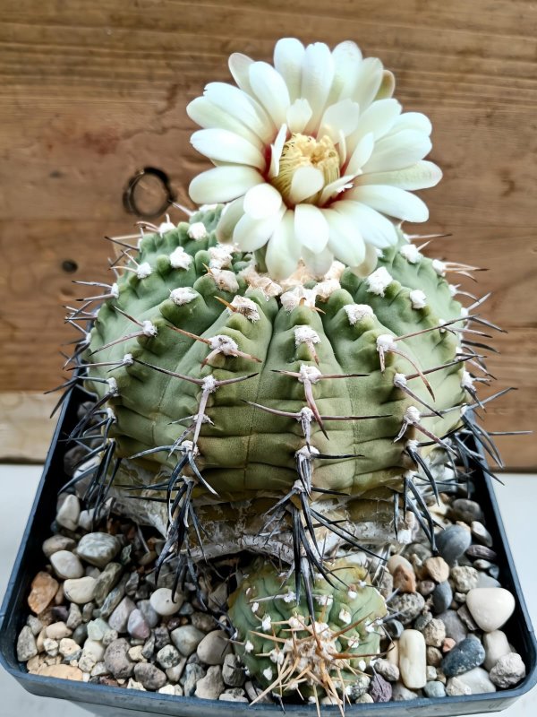 Gymnocalycium vatteri 