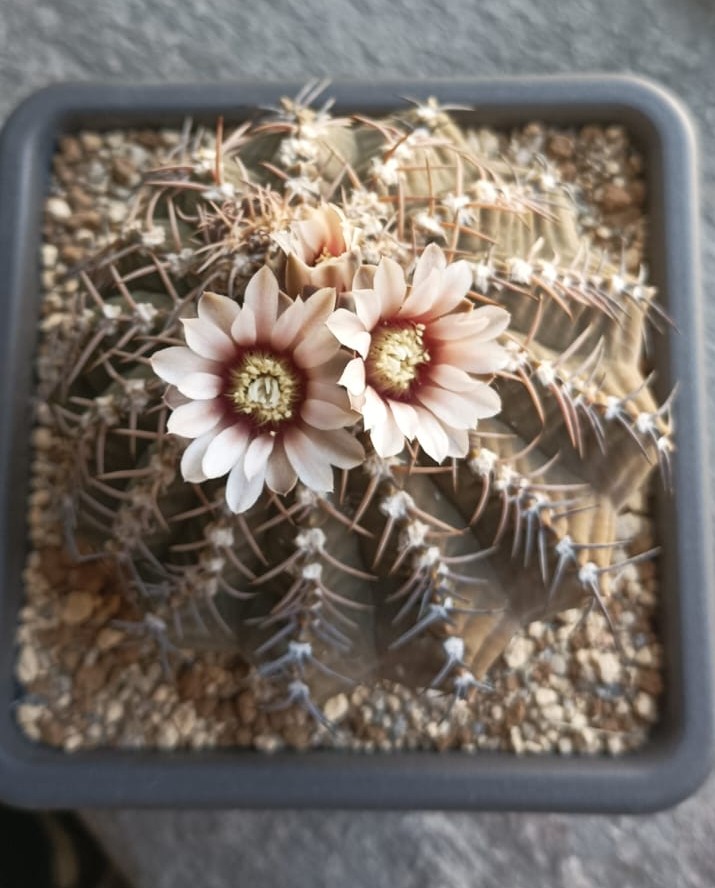 Gymnocalycium ochoterenae ssp. vatteri 